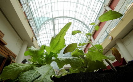 A plant in a mall. 