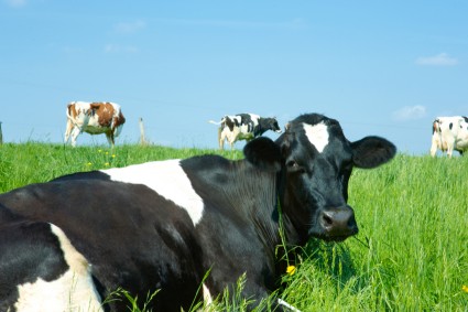 Cows in pasture