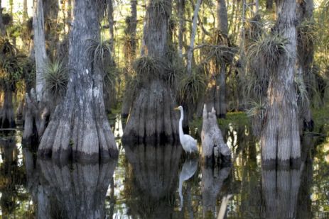 Cypress trees. 