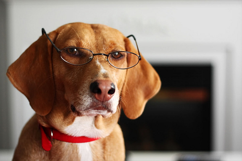 Dog wearing glasses