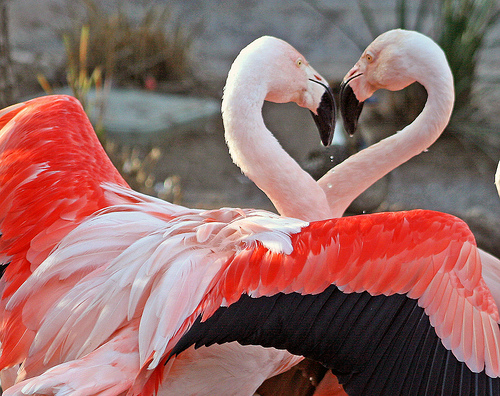 flamingo love