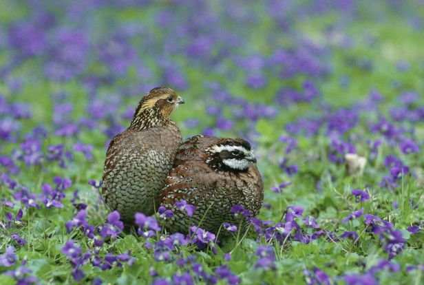 Northern Bobwhites. 