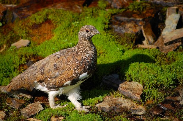 Ptarmigan.