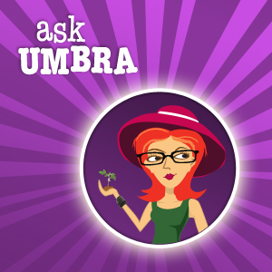 Ask Umbra