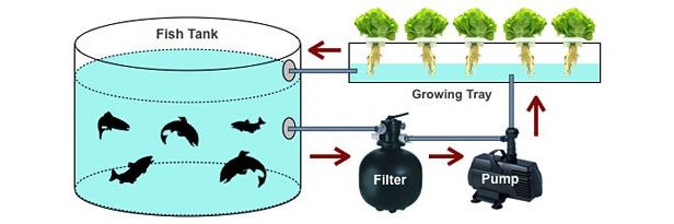 Aquaponics diagram. 