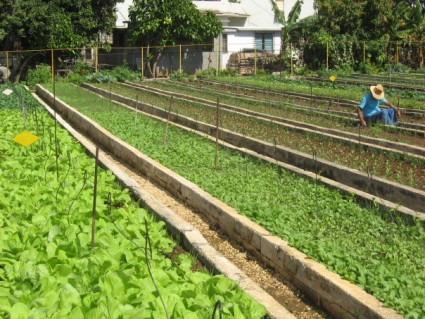 urban ag cuba