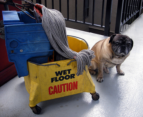 Dog mop