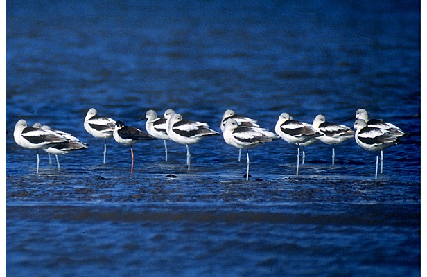 avocets