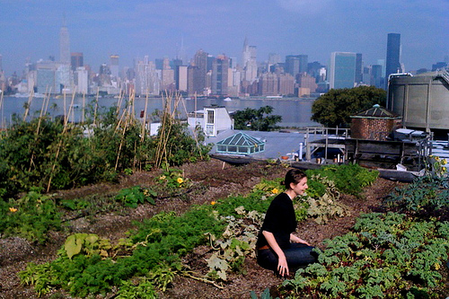 A rooftop farm. 