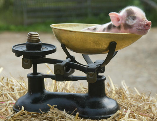 teacup pig