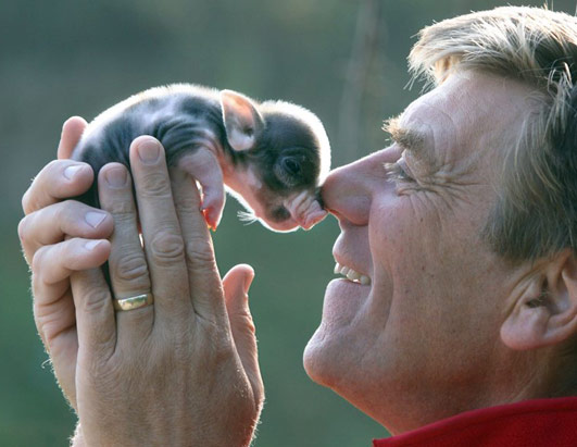 teacup pig