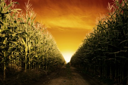 Cornfield