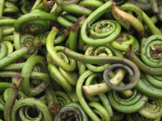 Fiddleheads