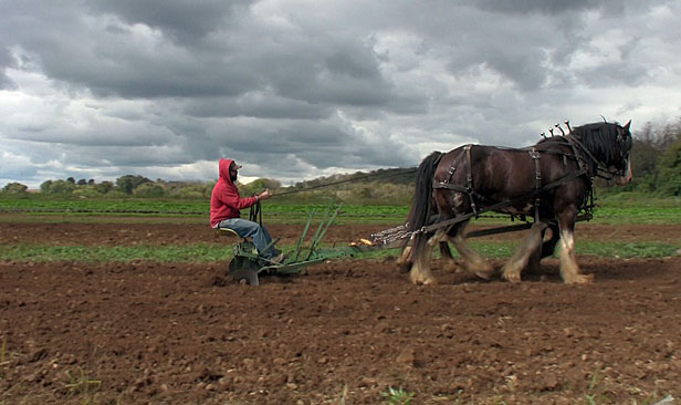 New Jersey horse farmer