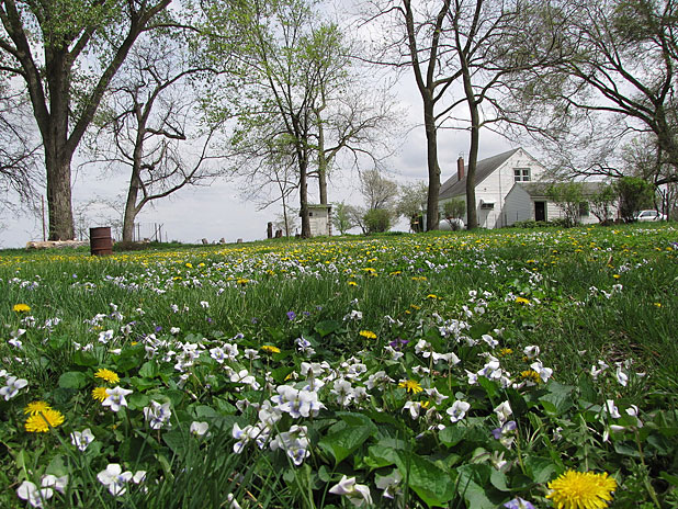 Flowery field