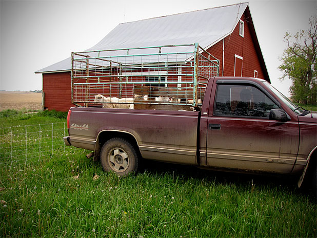 Sheep in a truck