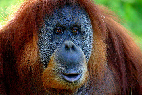 An orangutan