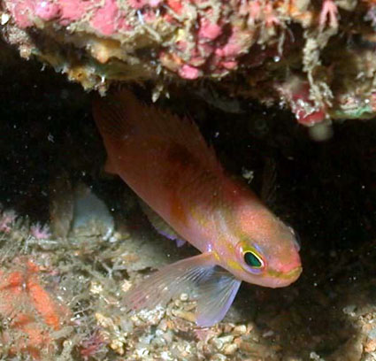 Fish under coral reef