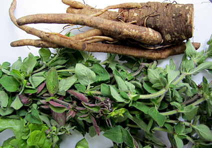 Burdock root