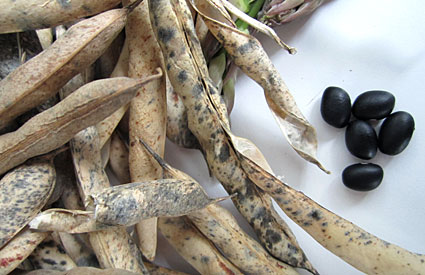 Black bean pods