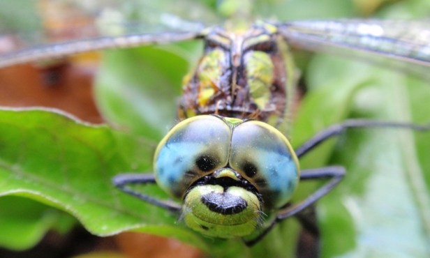 dragonfly