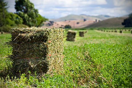 Alfalfa hay