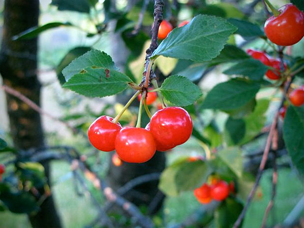 cherries