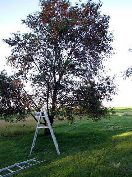 cherry tree