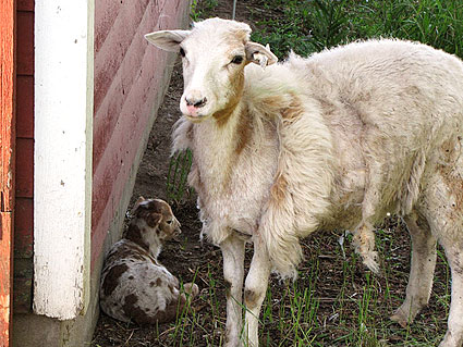 Ewe and lamb