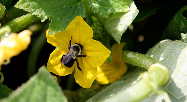 Bee on squash