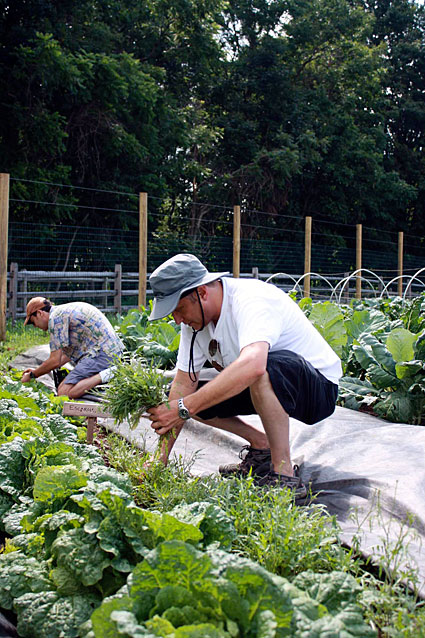 Harvesting for dinner