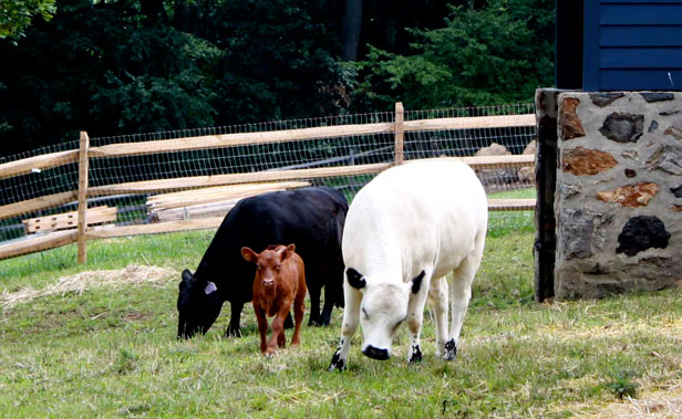 Cows on the farm