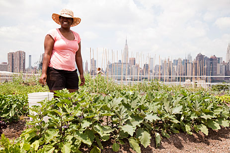 Rooftop farm