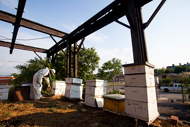 Beekeeper on roof