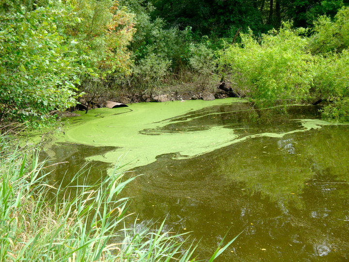 Duck weed