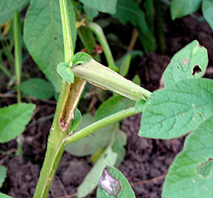 Borer stalk damage