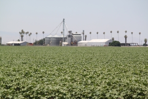 Cotton fields.