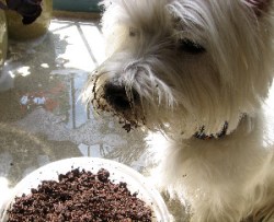 A well-taken care of worm bin can evade even the most sensitive, persistent noses.