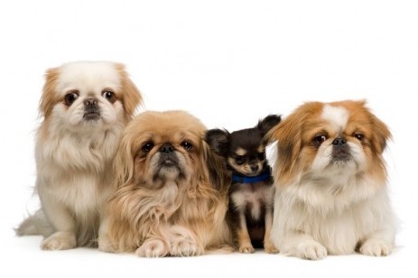 Three Pekingese and one chihuahua