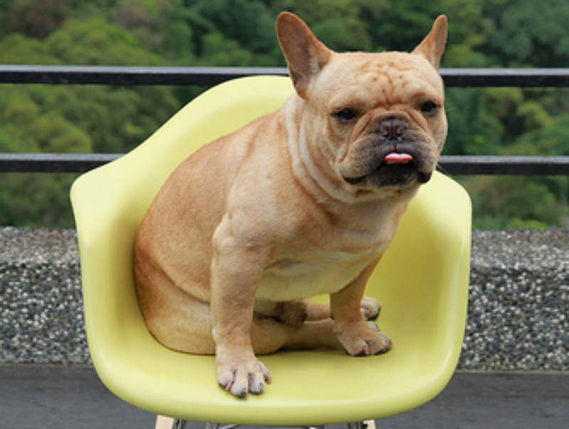 French bulldog