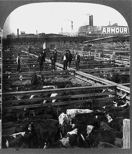 Chicago stockyards