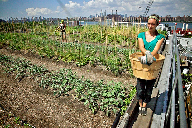 The rooftop Eagle Street Farm in Brooklyn