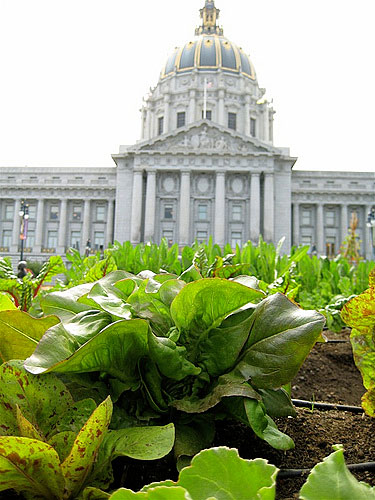 San Francisco city hall and lettuces