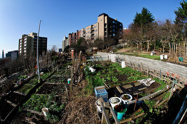 Seattle P-Patch community garden