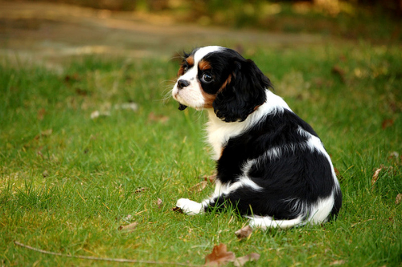 King Charles Spaniel