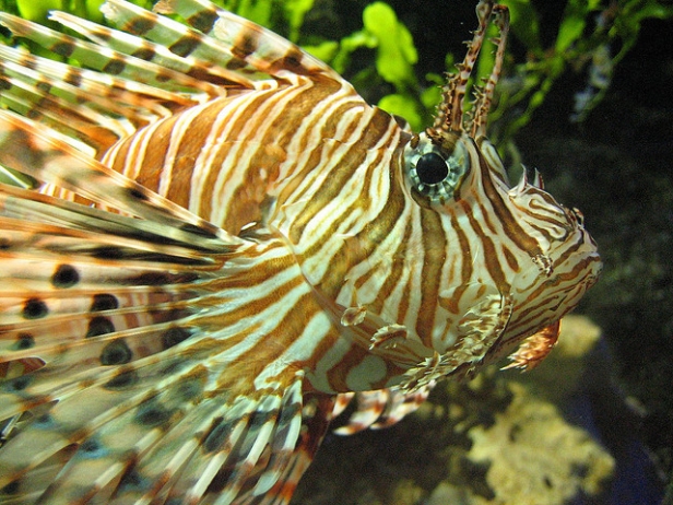 lionfish