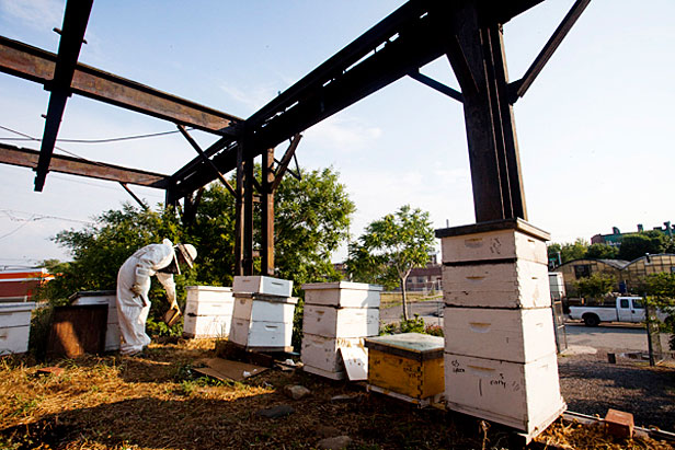 Greensgrow bees on roof