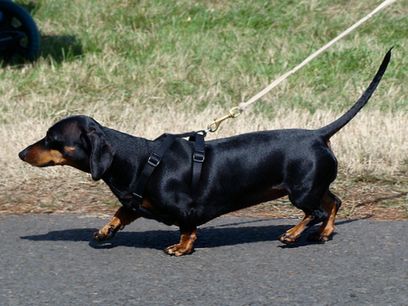 Mini Dachshund