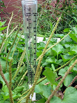 Rain gauge