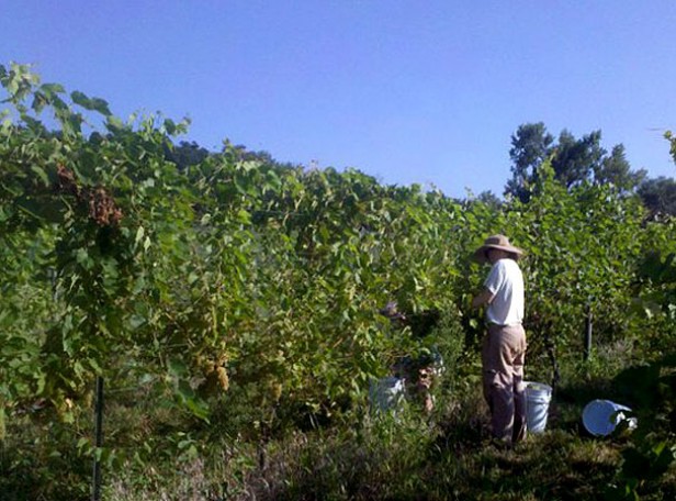 Nebraska grape picking